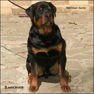 rottweiler puppy Rotti's Allyans Ute