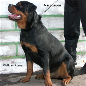 rottweiler puppy Rotti's Allyans Ute