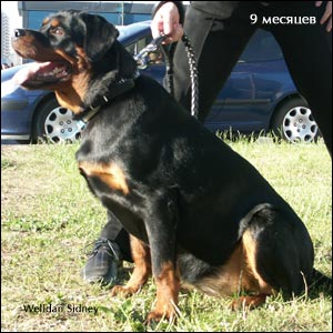 rottweiler puppy Rotti's Allyans Ute