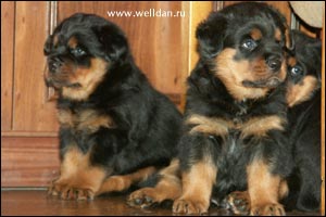 rottweiler puppy Rotti's Allyans Vico