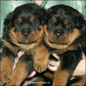 rottweiler puppy Rotti's Allyans Vico