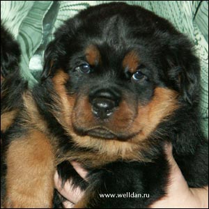 rottweiler puppy Rotti's Allyans Vico