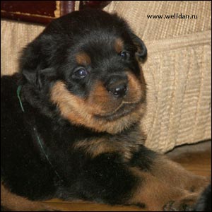 rottweiler puppy Rotti's Allyans Vico