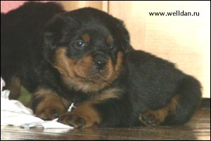 rottweiler puppy Rotti's Allyans Vico