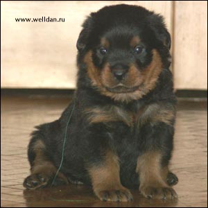 rottweiler puppy Rotti's Allyans Vico