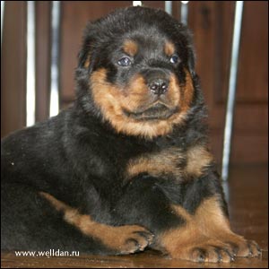 rottweiler puppy Rotti's Allyans Vico