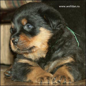 rottweiler puppy Rotti's Allyans Vico