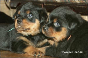 rottweiler puppy Rotti's Allyans Vico