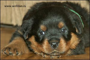 rottweiler puppy Rotti's Allyans Vico