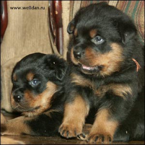 rottweiler puppy Rotti's Allyans Vico