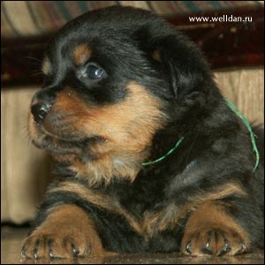 rottweiler puppy Rotti's Allyans Vico