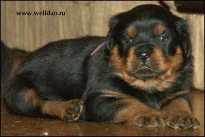 rottweiler puppy Rotti's Allyans Vico