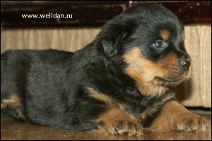 rottweiler puppy Rotti's Allyans Vico