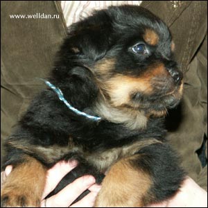 rottweiler puppy Rotti's Allyans Vico