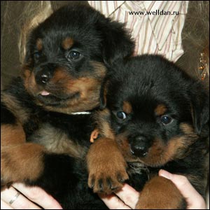 rottweiler puppy Rotti's Allyans Vico