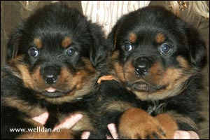 rottweiler puppy Rotti's Allyans Vico