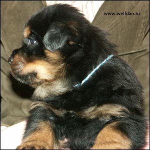 rottweiler puppy Rotti's Allyans Vico