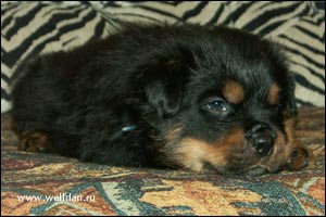 rottweiler puppy Rotti's Allyans Vico