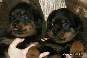 rottweiler puppy Rotti's Allyans Vico