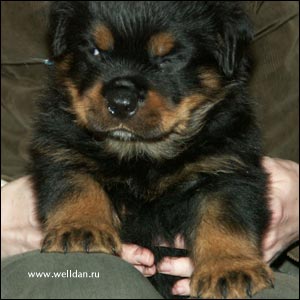 rottweiler puppy Rotti's Allyans Vico