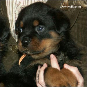 rottweiler puppy Rotti's Allyans Vico