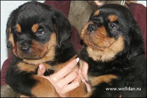 rottweiler puppy Rotti's Allyans Vico