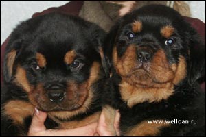 rottweiler puppy Rotti's Allyans Vico