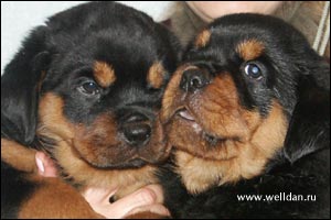 rottweiler puppy Rotti's Allyans Vico