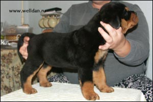 rottweiler puppy Rotti's Allyans Vico