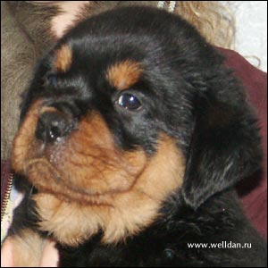 rottweiler puppy Rotti's Allyans Vico