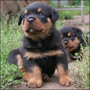 rottweiler puppy Rotti's Allyans Vico