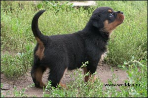 rottweiler puppy Rotti's Allyans Vico