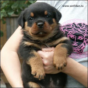 rottweiler puppy Rotti's Allyans Vico