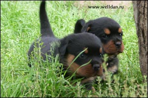 rottweiler puppy Rotti's Allyans Vico