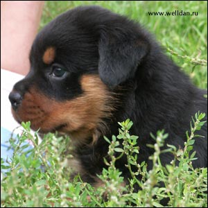 rottweiler puppy Rotti's Allyans Vico