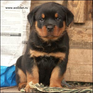 rottweiler puppy Rotti's Allyans Vico