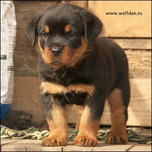 rottweiler puppy Rotti's Allyans Vico