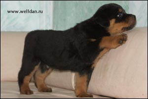 rottweiler puppy Rotti's Allyans Vico