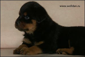 rottweiler puppy Rotti's Allyans Vico