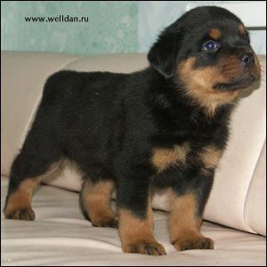 rottweiler puppy Rotti's Allyans Vico