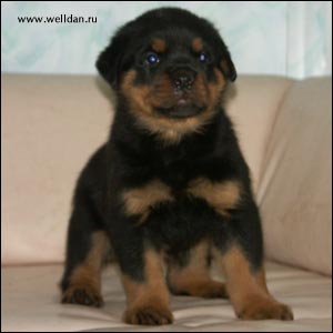 rottweiler puppy Rotti's Allyans Vico