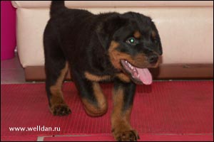 rottweiler puppy Rotti's Allyans Vico