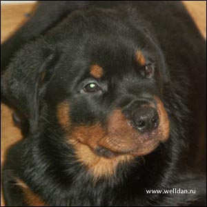 rottweiler puppy Rotti's Allyans Vico