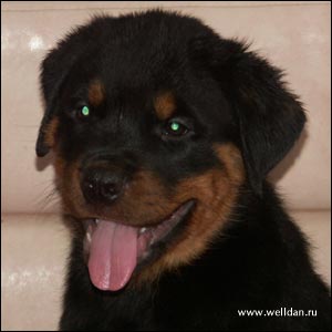 rottweiler puppy Rotti's Allyans Vico