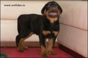 rottweiler puppy Rotti's Allyans Vico