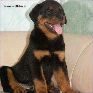 rottweiler puppy Rotti's Allyans Vico