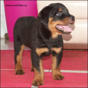 rottweiler puppy Rotti's Allyans Vico