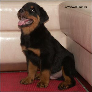 rottweiler puppy Rotti's Allyans Vico