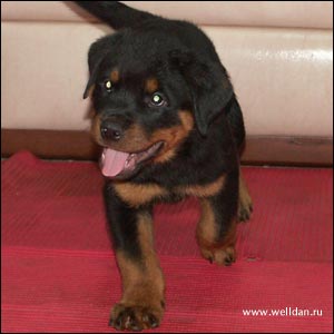 rottweiler puppy Rotti's Allyans Vico