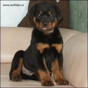 rottweiler puppy Rotti's Allyans Vico